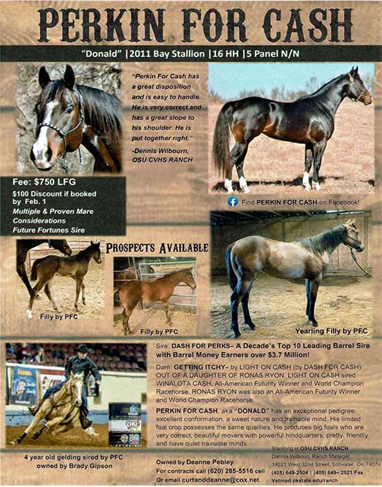 Perkin for cash osu cvm stud