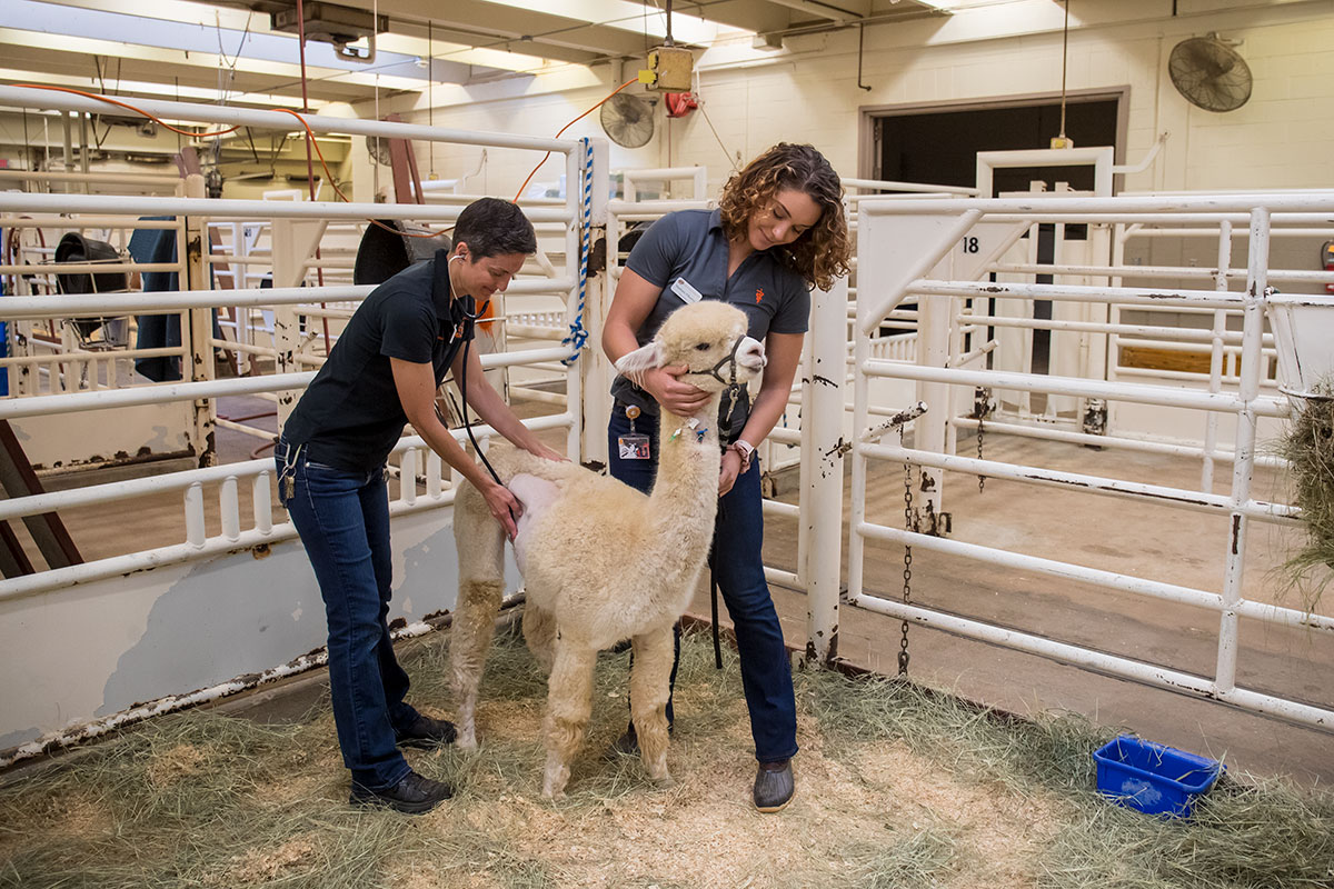 two veterinarians and an alpaca