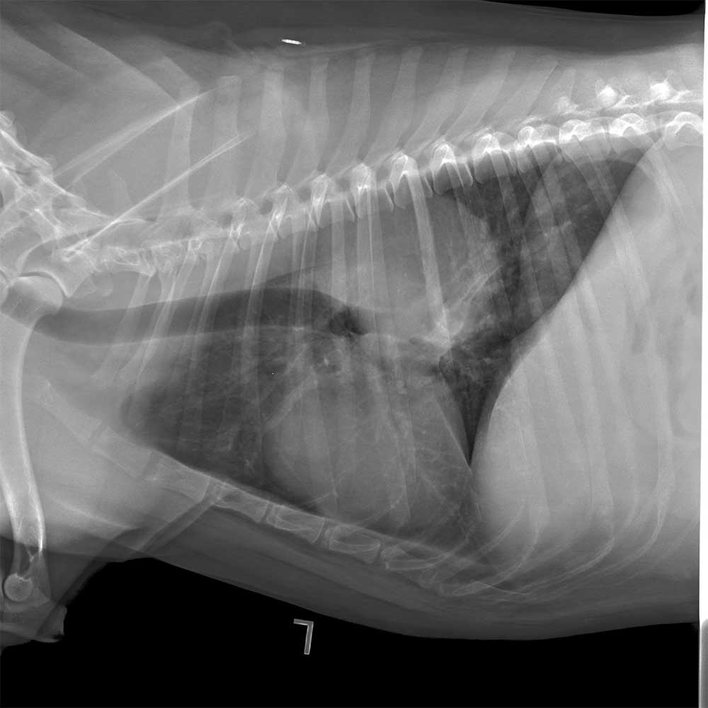 radiology-1 radiology-1