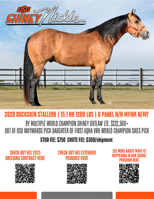 Shiney Nickle horse poses for photo